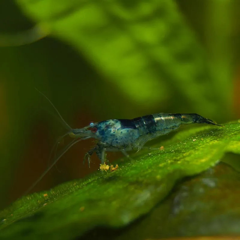 BLACK BLUE RILI