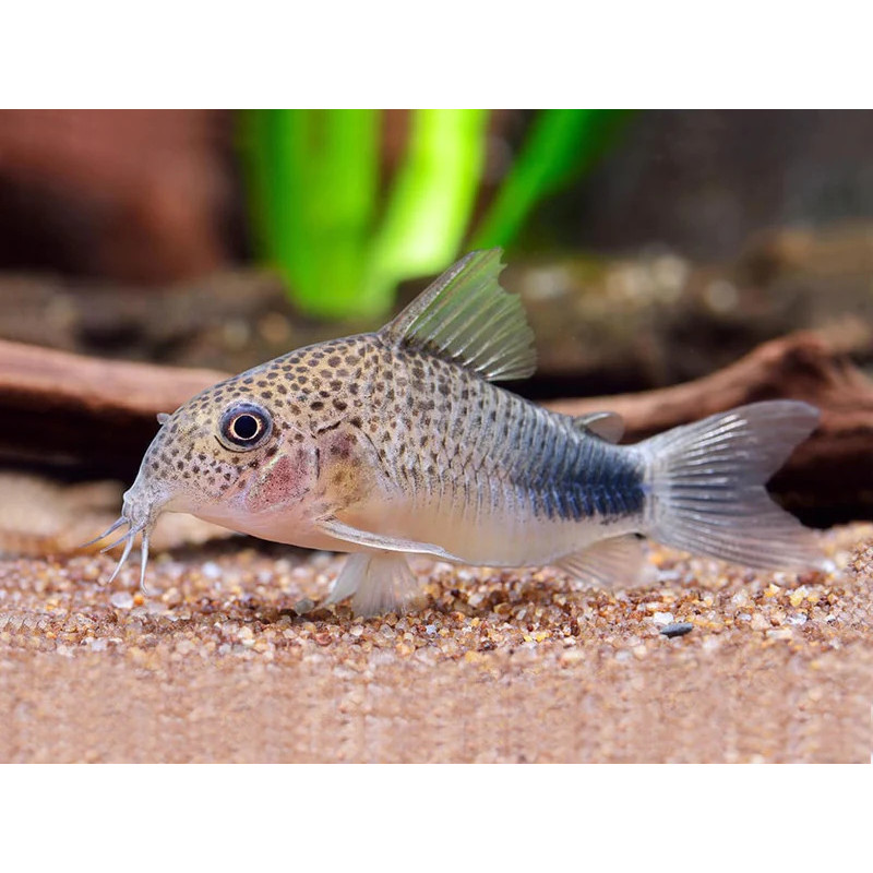 SIMILIS CORYDORAS