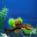 Bushynose Pleco - Small