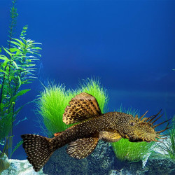 Bushynose Pleco - Small