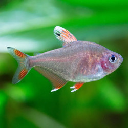 Candy Cane Tetra