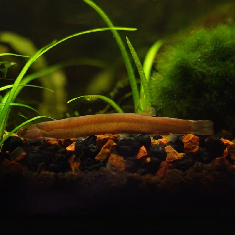 BLACK KUHLII LOACH