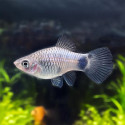 Blue Mickey Mouse Platy