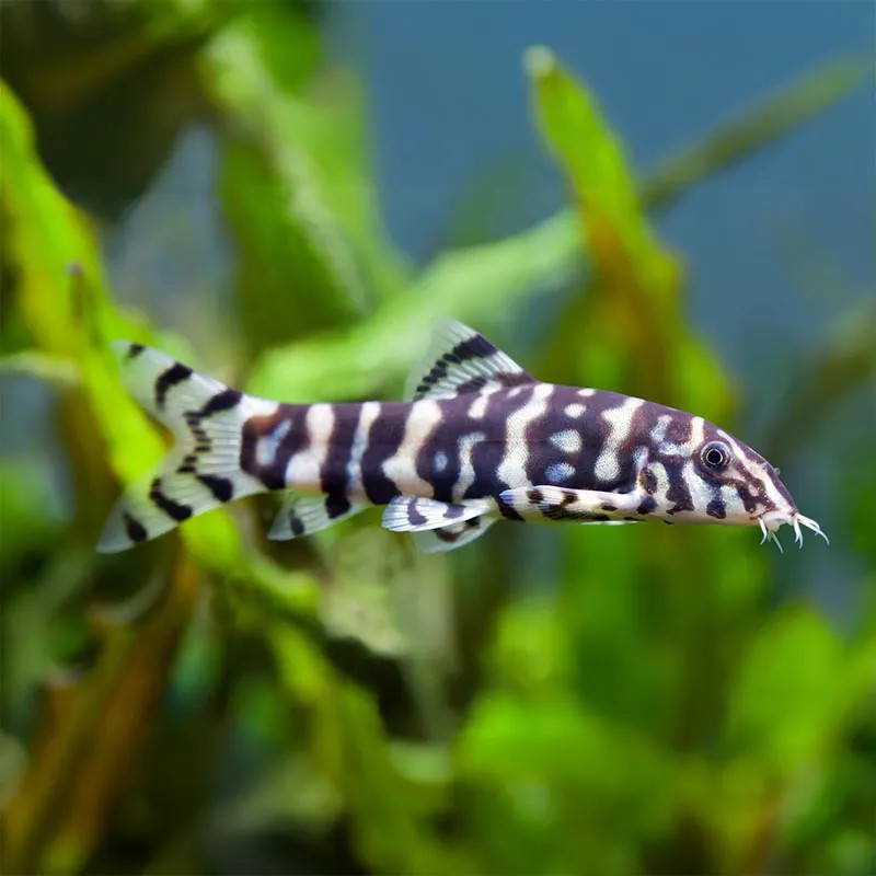 LOHACHATA BIOTA LOACH