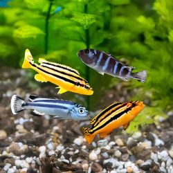 Mbuna Mixed Cichlid - Small