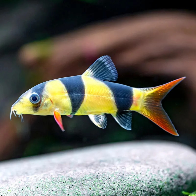 CLOWN LOACH