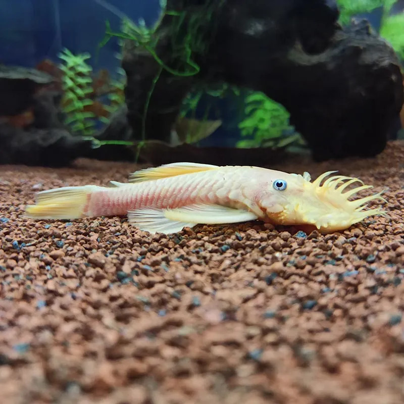 ALBINO BUSHYNOSE PLECO