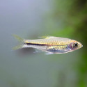 Scissortail Rasbora