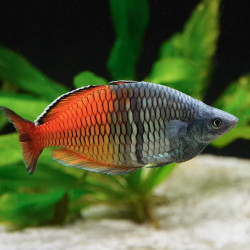 Boesemani Rainbowfish