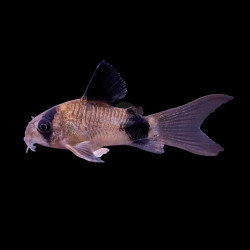 LONGFIN CORY PANDA