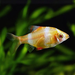 Albino Tiger barb
