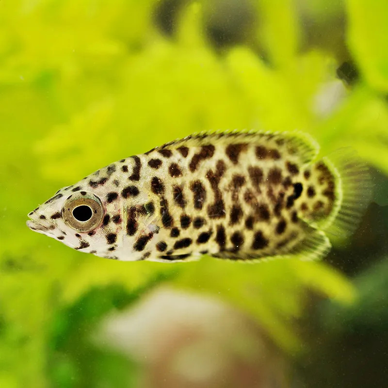 LEOPARD CTENOPOMA