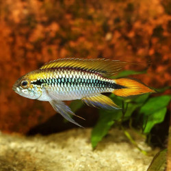 Flame Red Dwarf Agassizii