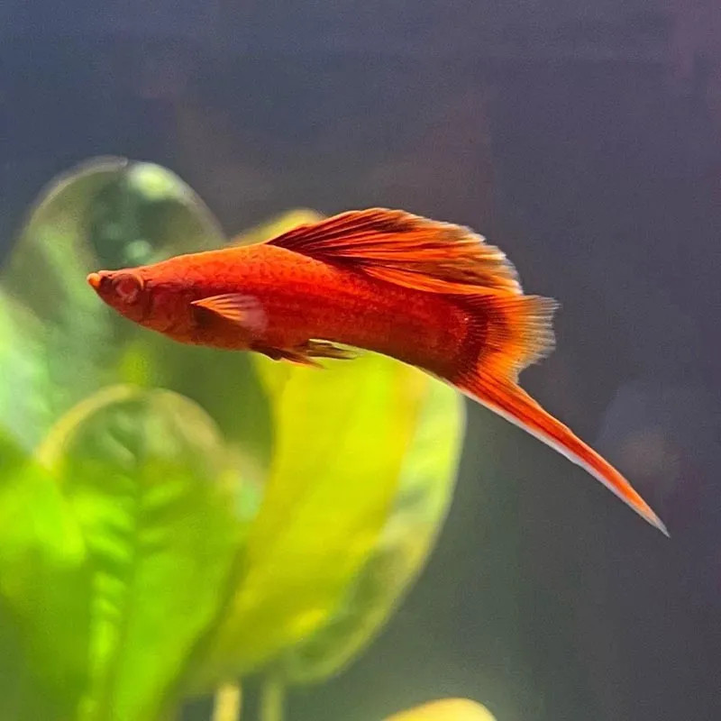 HI FIN SWORDTAIL BLOOD RED