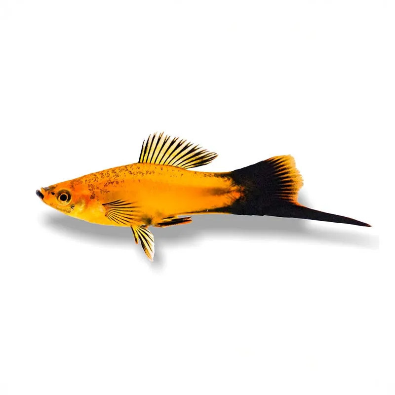 MARIGOLD WAG SWORDTAIL