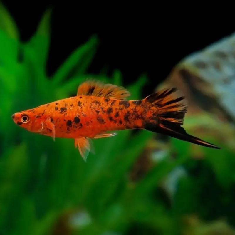 PAINTED SWORDTAIL