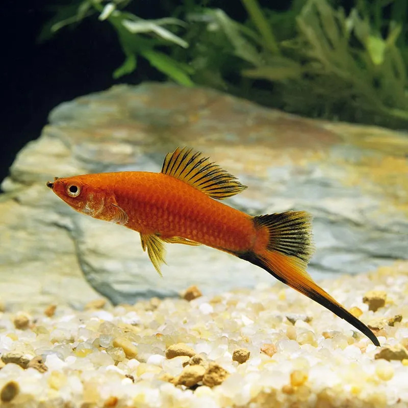 RED WAG SWORDTAIL