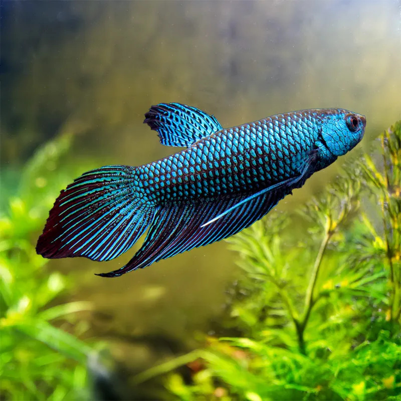 WILD BETTA -BLUE ALIEN