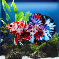 Koi Nemo Halfmoon Betta