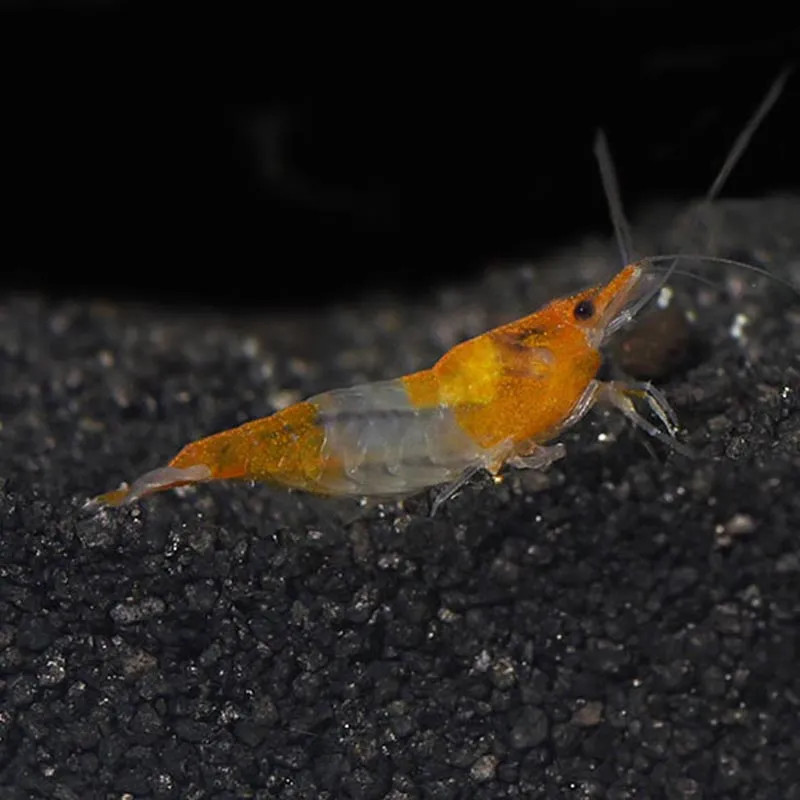 ORANGE RILI SHRIMP