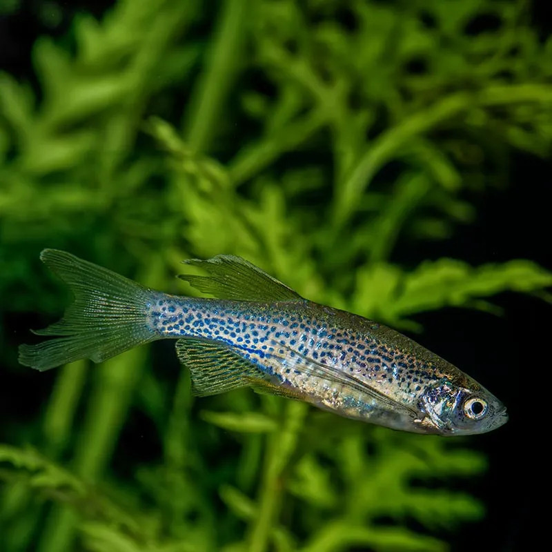 LEOPARD LONGFIN