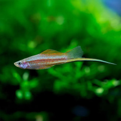 Neon Swordtail