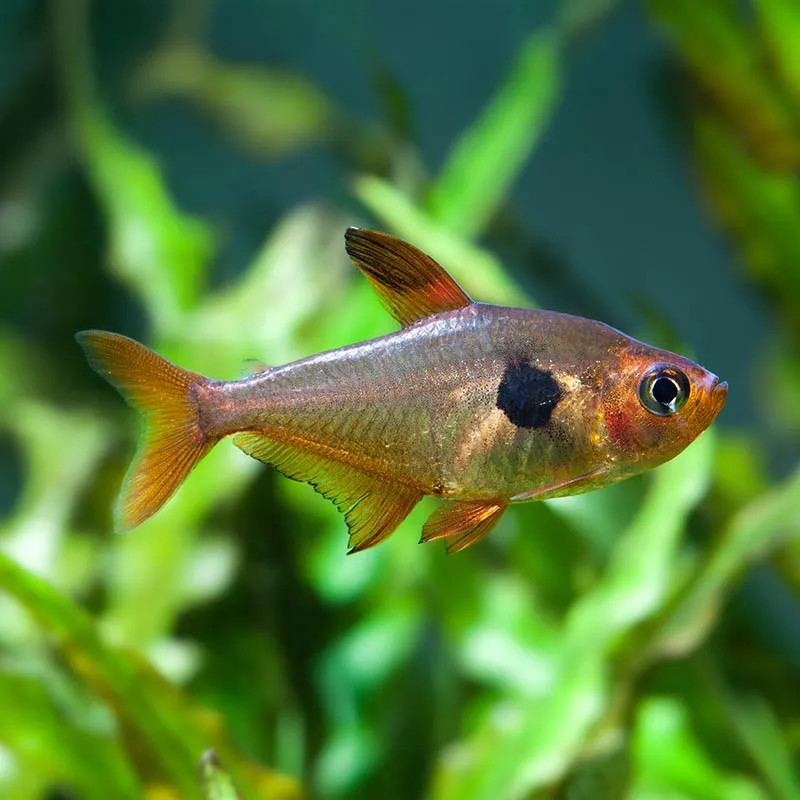 ROSY TETRA