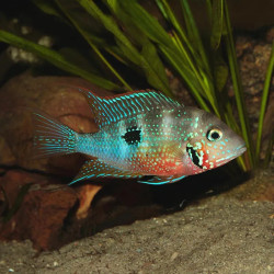 Ellioti Cichlid