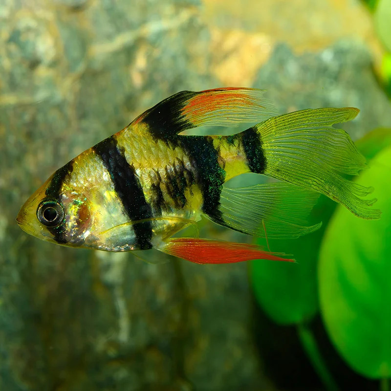 TIGER BARB LONGFIN