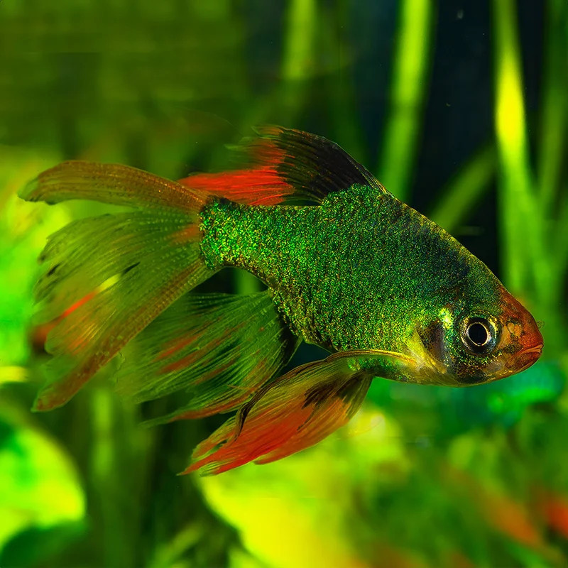 TIGER BARB GREEN LONGFIN