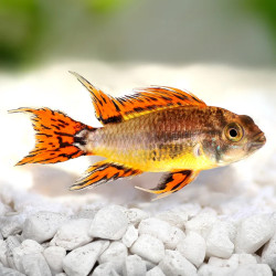 Dwarf Cockatoo Cichlid