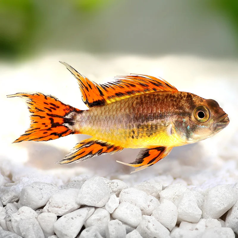 Dwarf Cockatoo Cichlid