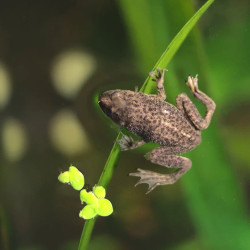 Dwarf African Blonde Frog
