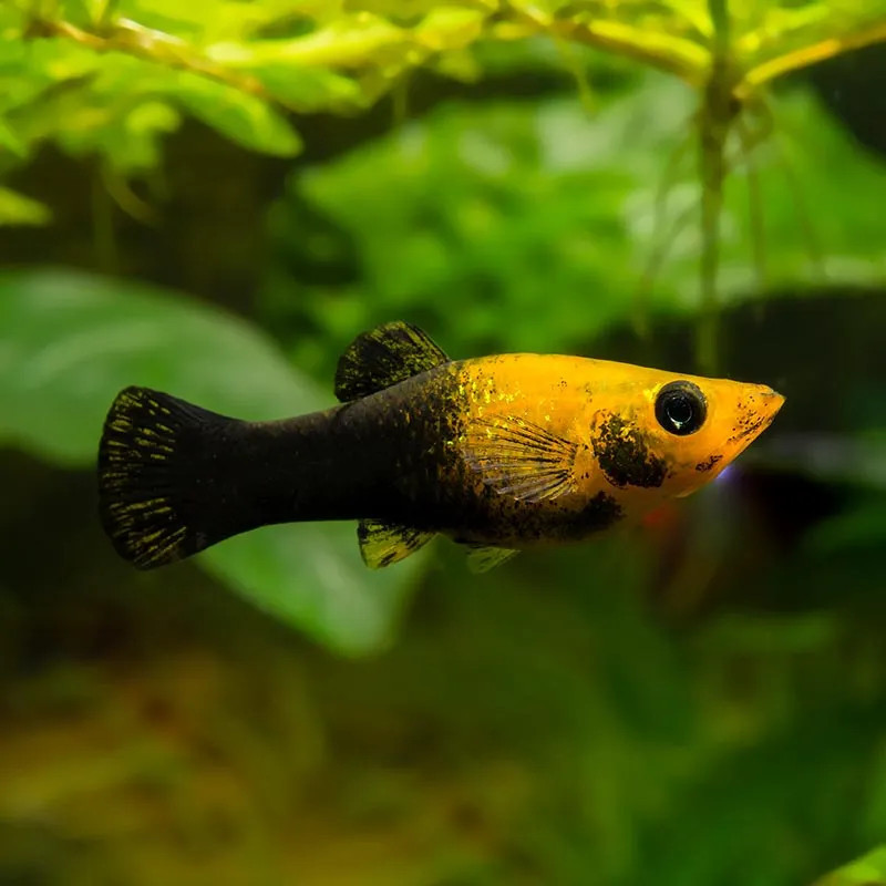 GOLDEN BLACK MOLLY