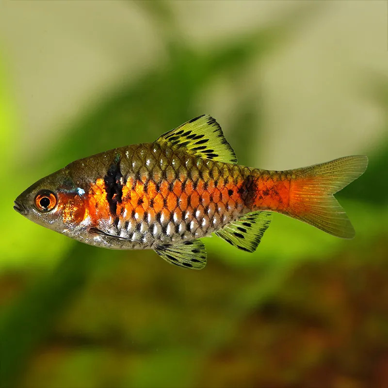 ODESSA BARB