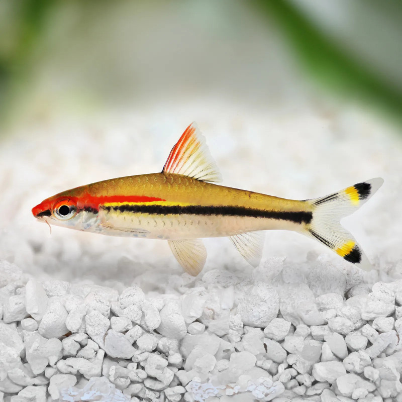 DENISON BARB CAPTIVE BRED SMALL