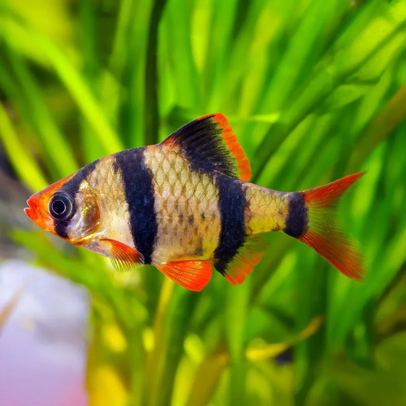 TIGER BARB MED