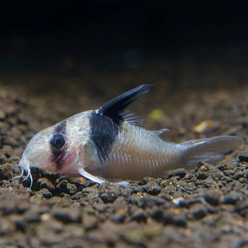 PANDA CORY CAT