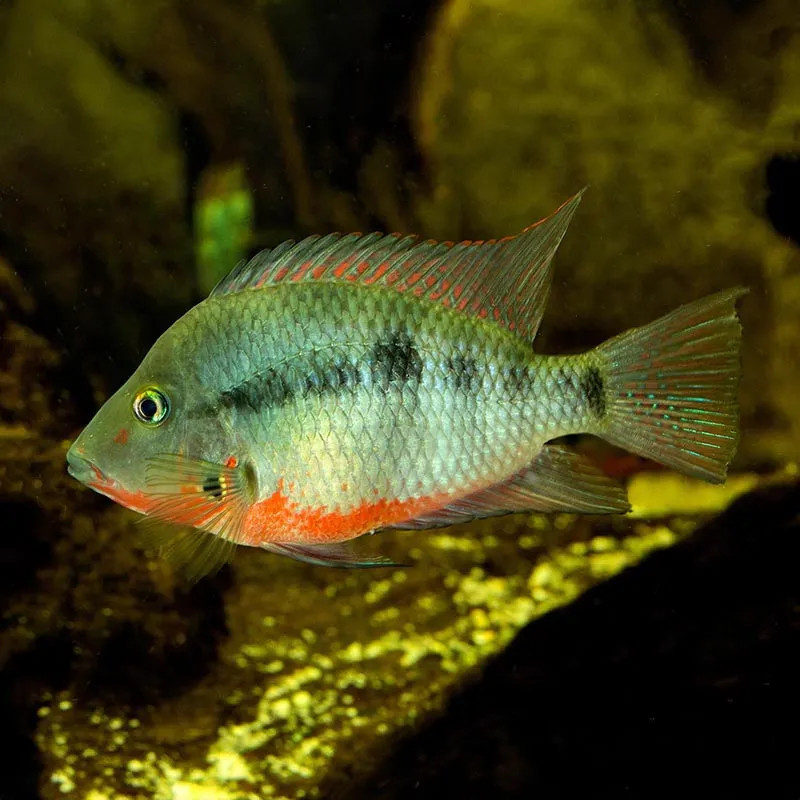 FIREMOUTH CICHLID SMALL