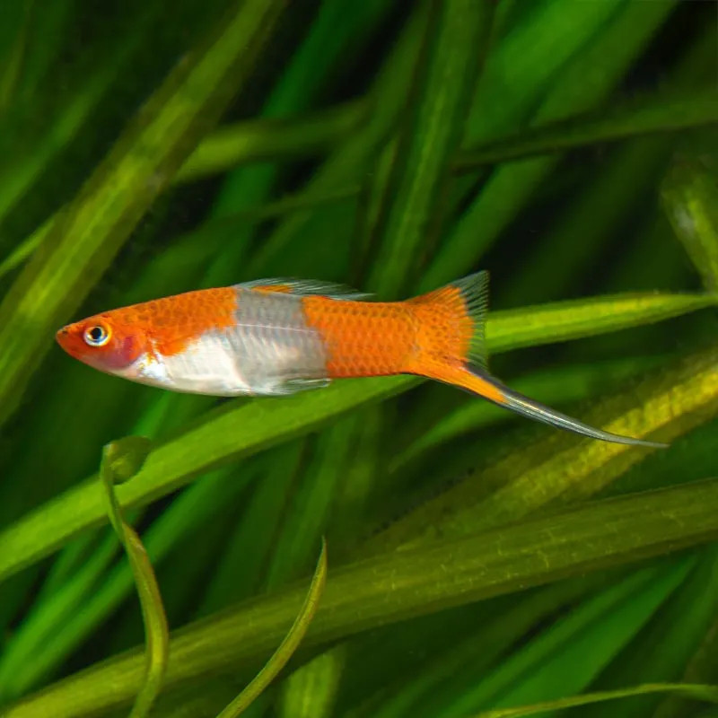 KOHAKU SWORDTAILS