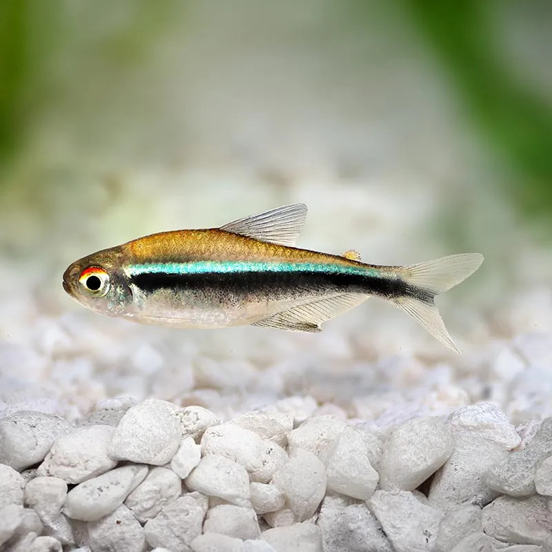 BLACK NEON TETRA