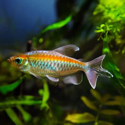 Congo Tetra