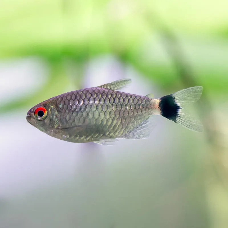 RED EYE TETRA