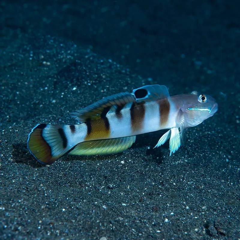 TIGER GOBY