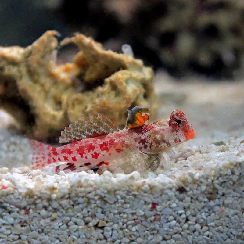 RED SCOOTER BLENNY