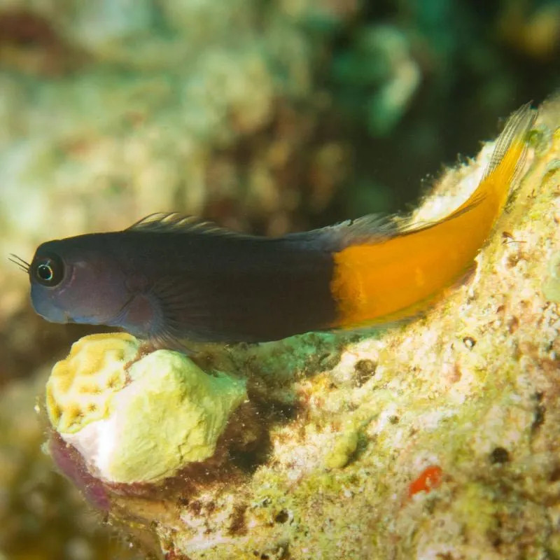 BICOLOR RED TAIL BLENNY