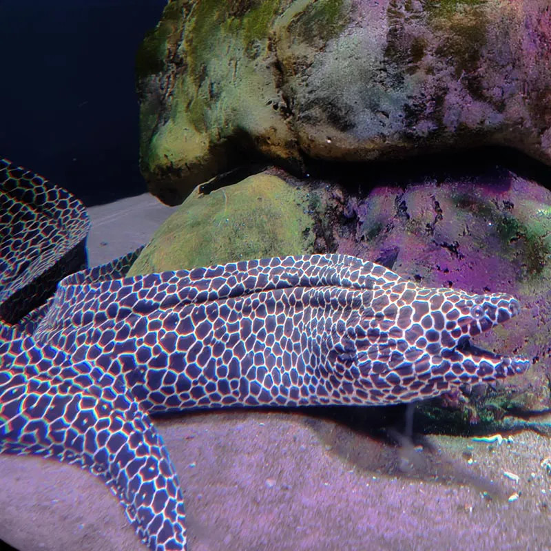 TESSALATA EEL GYMNOTHORAX