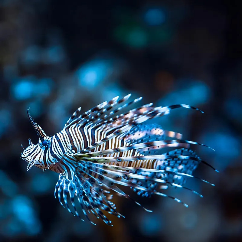 RED VOLITAN LIONFISH