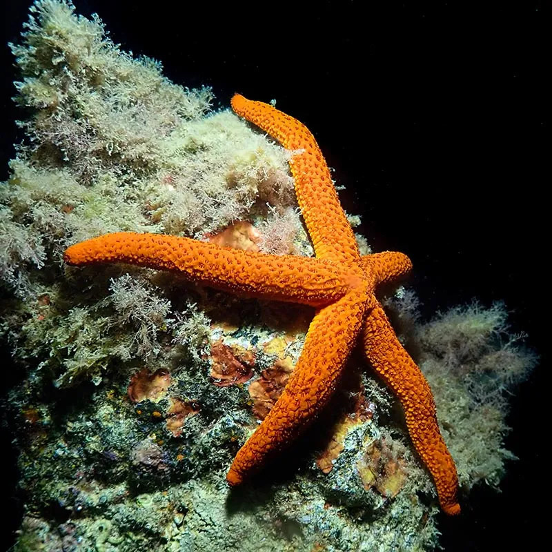 ORANGE SEA STARFISH