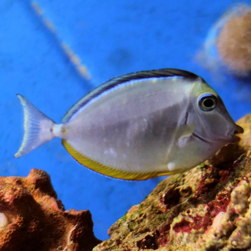 BLONDE NASO TANG